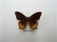 藏品(大幽眼蝶)的圖片